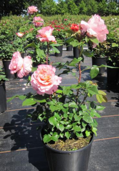 Preview: Nostalgie Edelrose Augusta Luise